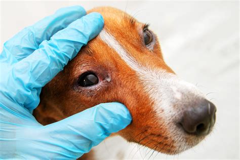 Can Infection In Dogs Cause Swollen Eyes