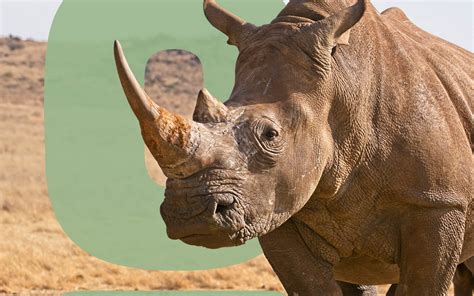 Why are Rhinos Endangered? - Environment Co