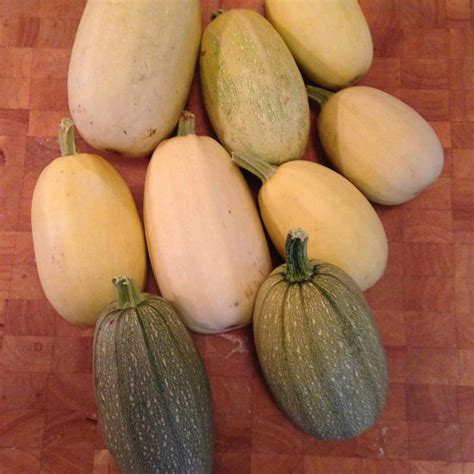 Can You Plant Zucchini And Spaghetti Squash Together at Nora Clark blog