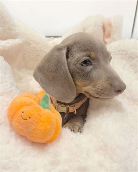 Blue Dachshund | All Dachshund