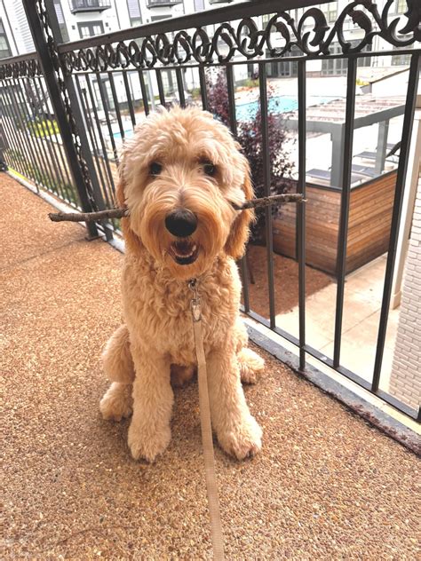 Neutering : r/Goldendoodles