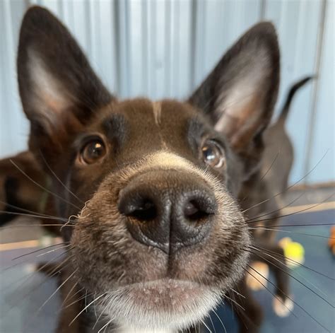 Adoptions - Resilient Hearts Animal Sanctuary