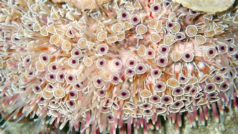 Devil In Disguise - The Most Toxic Sea urchin · Local Dive Thailand