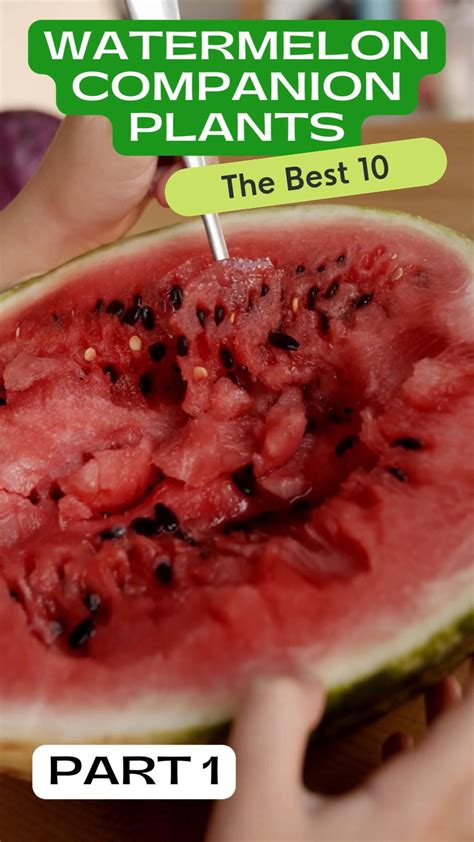 How to grow poblano peppers care sheet – Artofit