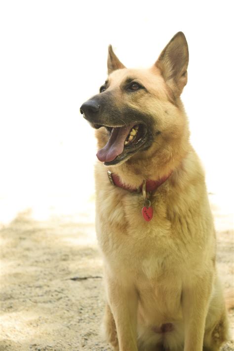 Windham County Humane Society