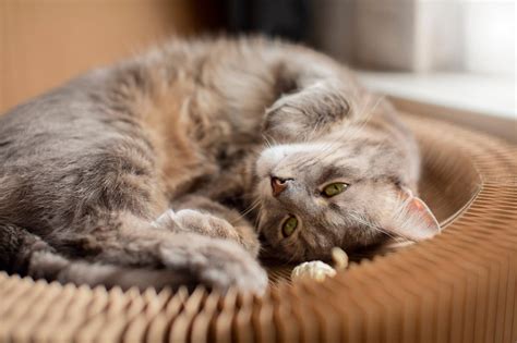 The Reason Why Your Cats Sleep with Their Eyes Open