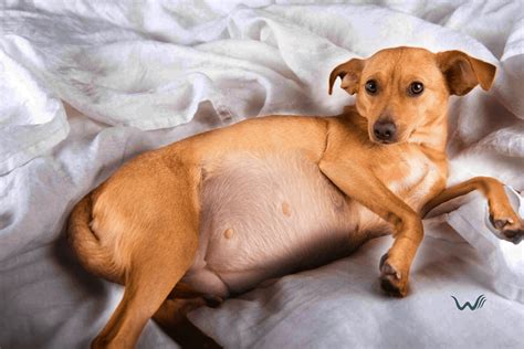 How To Tell If Your Dog Is 2 Weeks Pregnant at Erin Wright blog