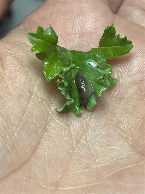 Found this guy inside of a bag of kale; what do I do with him? Can I put him in my snail tank or ...
