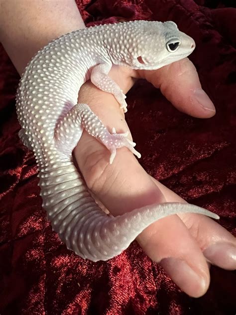 2022 Male Blizzard Eclipse Lavender Leopard Gecko by RaebiesReptiles ...