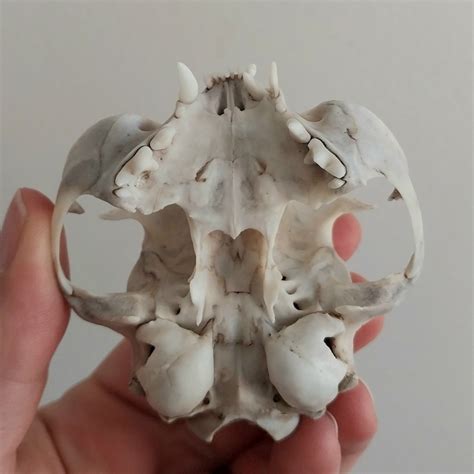 Pacific Remains on Tumblr