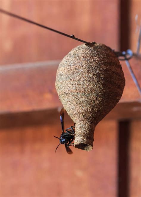 Wasp Trap Bait