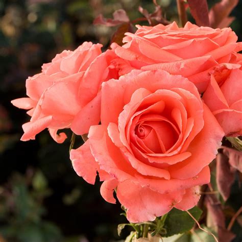 Rosa X America Climbing Rose | SiteOne