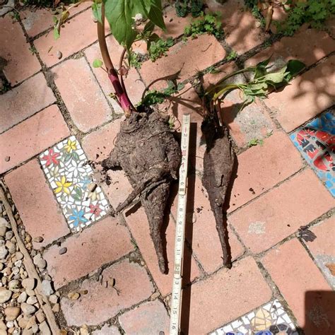 Ultimate Guide to Growing Four O'Clocks - Plants Craze