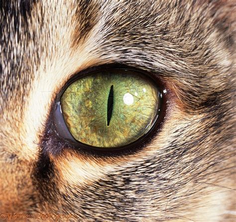 Why Are My Cats Eyes Shiny at Ralph Livingston blog