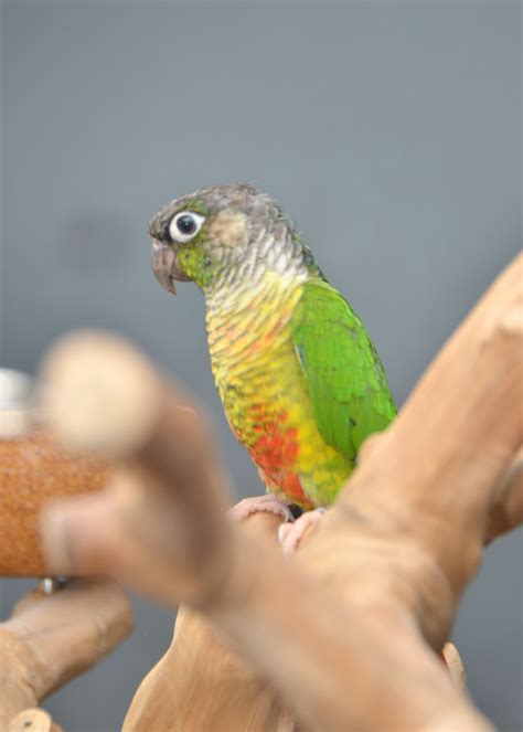 Greek-Cheeked Conure (Green-Cheeked Parakeet) — Full, 40% OFF