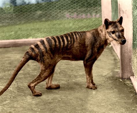 A Marsupial Wolf That Disappeared 90 Years Ago - BuzzSharer.com
