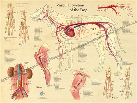 Dog Vascular Anatomy Poster 18" X 24" - Body of Elements