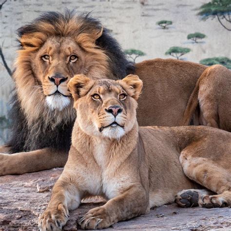 Idaho Falls Zoo Welcomes Two New Lions | idahofallsmagazine.com