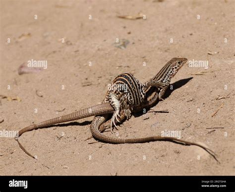 A pair of western whiptail lizards mating in the sun Stock Photo - Alamy