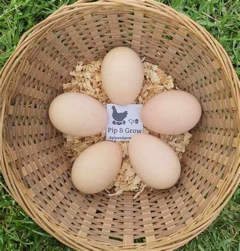 *Finished breeding for the season* Speckled Sussex Fertile egg (each ...