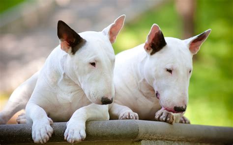 Bull Terrier Wallpapers - Top Free Bull Terrier Backgrounds ...