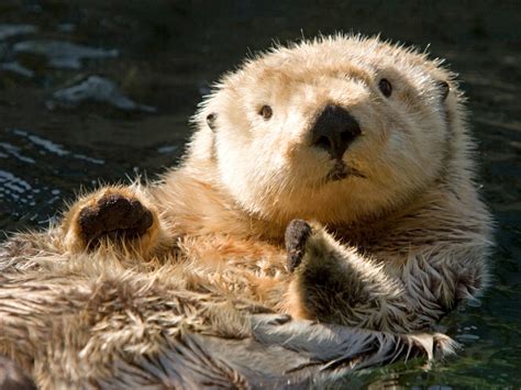 Cute Otters Holding Hands