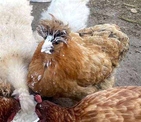 Chickens vs yogurt : r/BackYardChickens