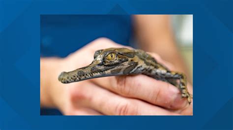 Endangered crocodiles hatch at Virginia Aquarium | 13newsnow.com
