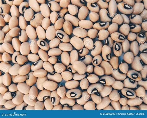 Blackeyed Pea Cowpea Seeds White Lobia a Legume Pulse an Edible Bean a ...