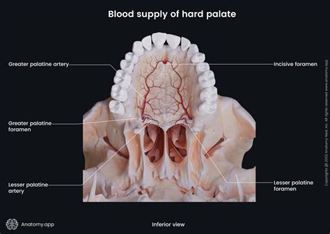 Palate | Anatomy.app
