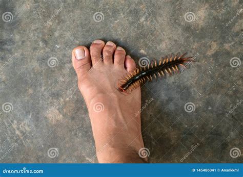 House Centipede Bite Dangerous