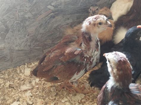 Young Russian Orloff Cockerel | BackYard Chickens - Learn How to Raise ...