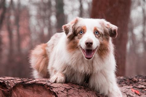 Brown Australian Shepherds