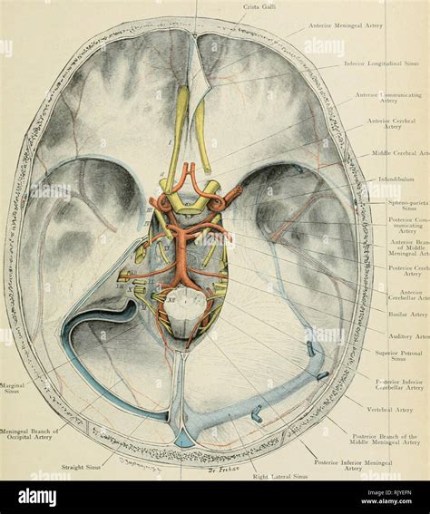 . Atlas of applied (topographical) human anatomy for students and practitioners. Anatomy ...