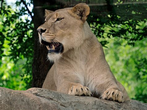 2022 Woman Killed By Lion