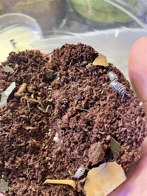 Decomposers for Terrariums - Hill Country Water Gardens & Nursery