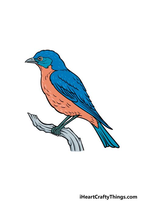 Bluebird Drawings - skylinkidea