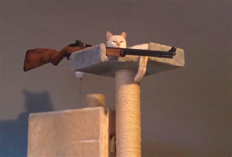Cat with gun Meme Generator