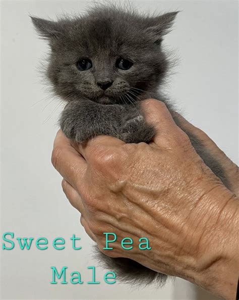 Kitten Party @ Delran Petsmart at 4004 Route 130, Delran, NJ, United ...