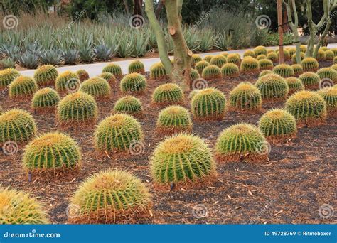 Golden Barrel Cactus Royalty-Free Stock Image | CartoonDealer.com ...