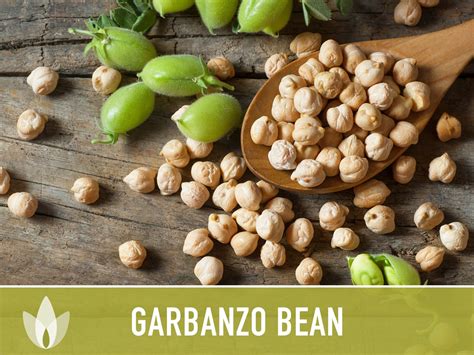 Garbanzo Bean Seeds Heirloom Seeds Chickpea Seeds Bush - Etsy