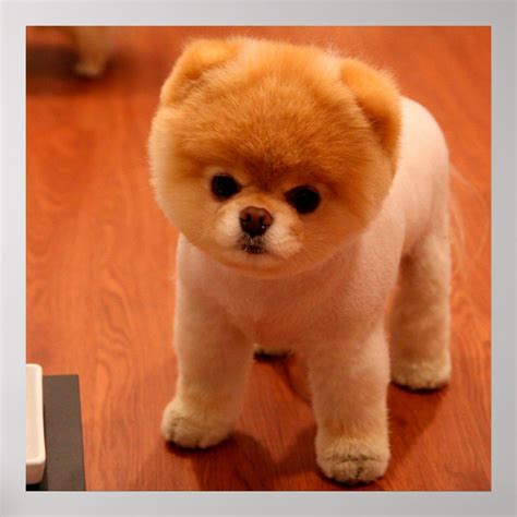 Pomeranian cute puppies spitz pom dog pom puppies – Artofit