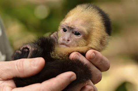Small Pet Monkey Types at Charlotte Wiltshire blog
