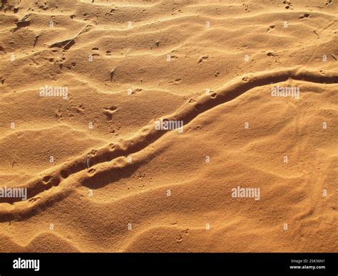 Namib Golden Mole (Eremitalpa granti namibensis), Mammalia, Erongo ...