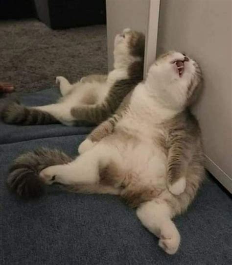 Cat Meme Templates - Deep Sleep Cat