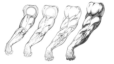 Risultati immagini per ANATOMY FOR COMICS | Anatomy sketches, Sketches ...