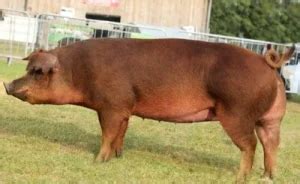 All There Is To Know About The Hereford Pig Breed (GUIDE) - Sand Creek Farm