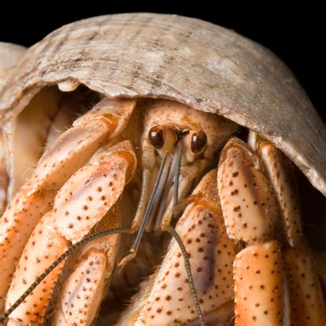 How Do Hermit Crabs Get Bigger Shells at Savannah Eades blog