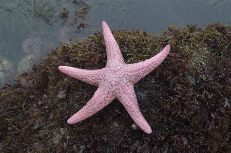 20 Bizarre and Beautiful Starfish Species