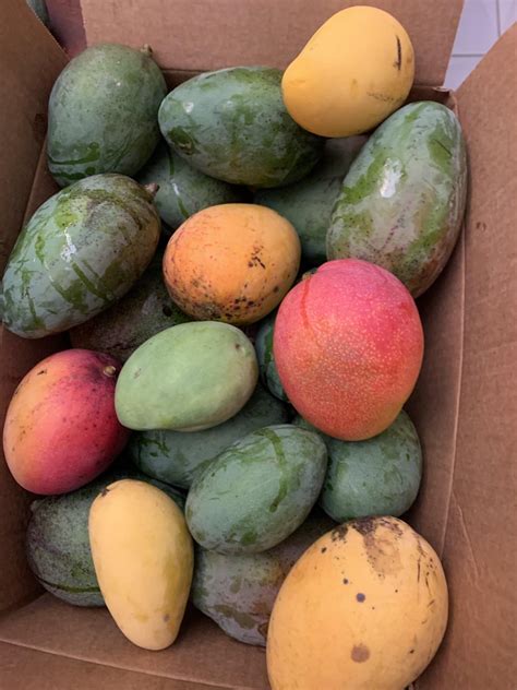 Florida grown Mangoes : r/Gifts